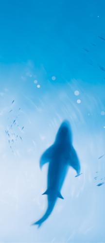 Freedom Camp Ocean Ceiling Graphic