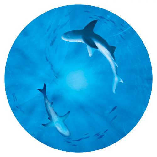 Freedom Camp Ocean Ceiling Graphic